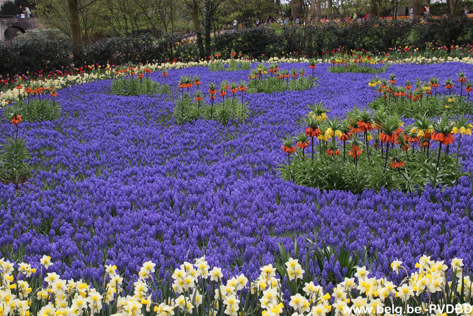 Floralia Bloemenpracht