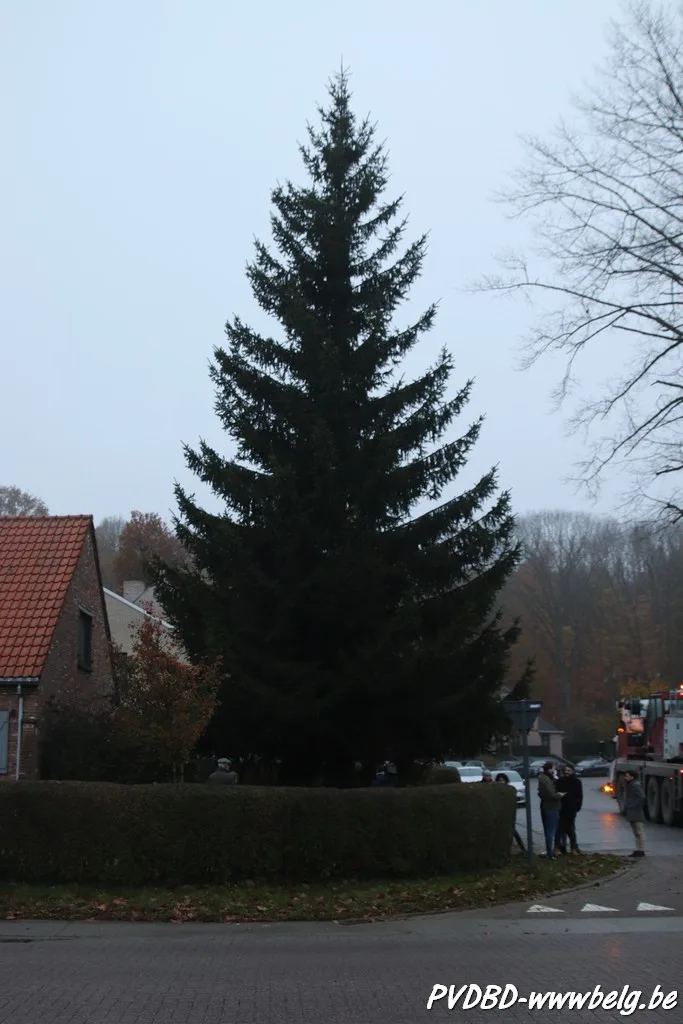 Kerstboom uit Dilbeek siert Grote Markt Brussel