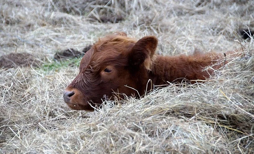 Deurwaarder mag smartphone in beslag nemen maar niet uw koe of schapen