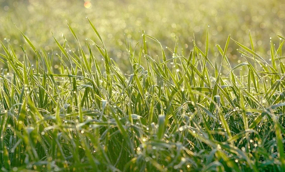 Kunstgras is het ultieme symptoom van de Homo Perfectus