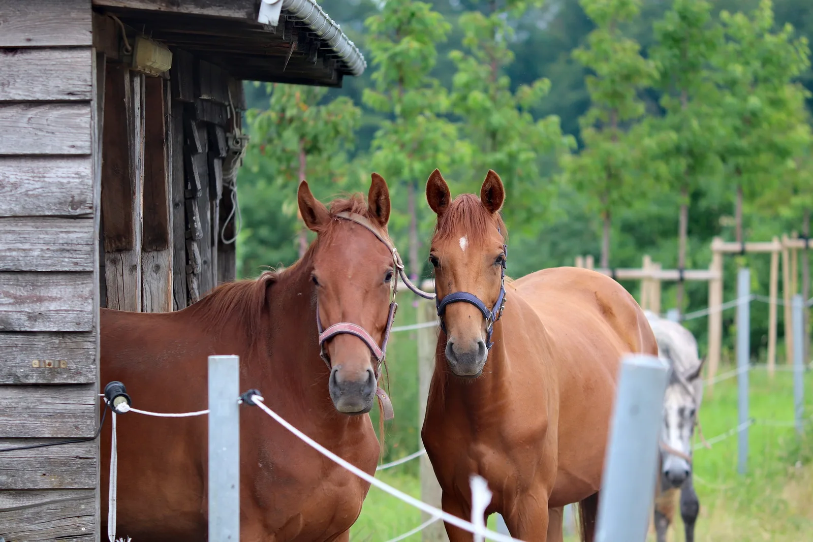 Een eigen paard stallen aan huis, wat moet je weten !