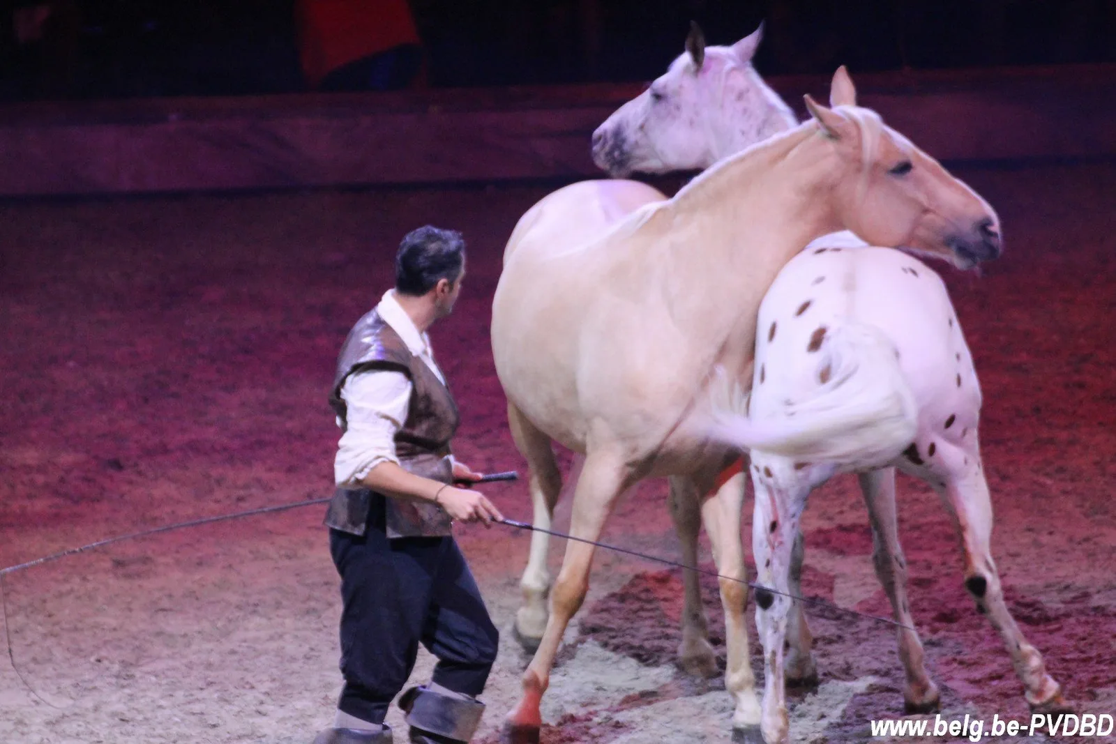 Cavalluna te gast in Antwerps Sportpaleis