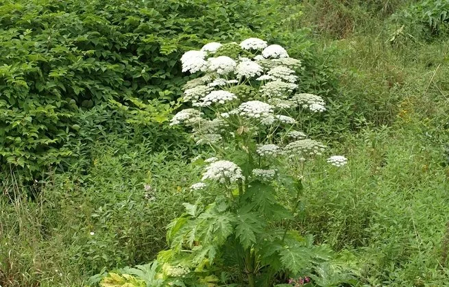 Reuzenberenklauw aangetroffen langs waterwegen