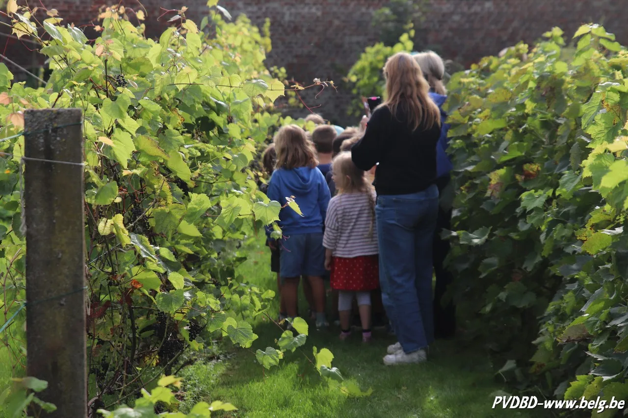 Kleuterklas op bezoek in wijngaard van Bodegem
