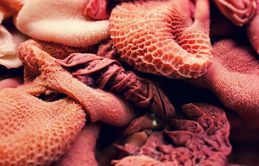 We doneren vaakst onze lever en nier