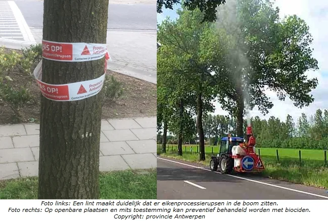 Vanaf volgende week jeuken de eikenprocessierupsen weer