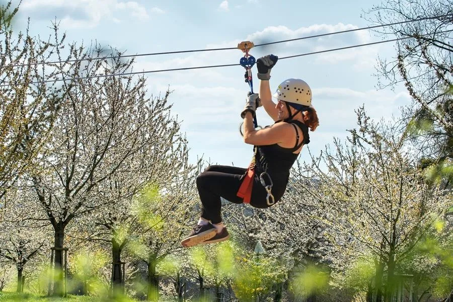 bloesems bekijken dit weekend vanaf een nieuw perspectief dankzij de bloesem-zipline in Bilzen-Hoeselt