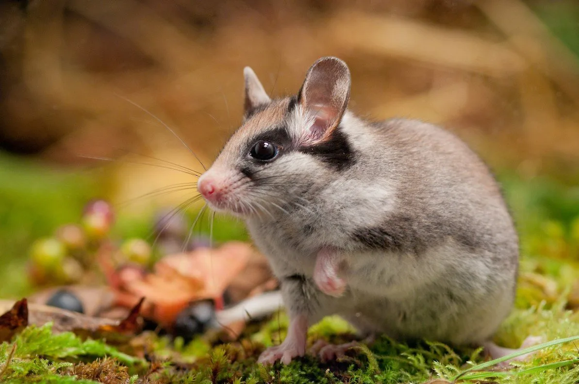 Natuurpunt geeft eikelmuis een nieuwe kans
