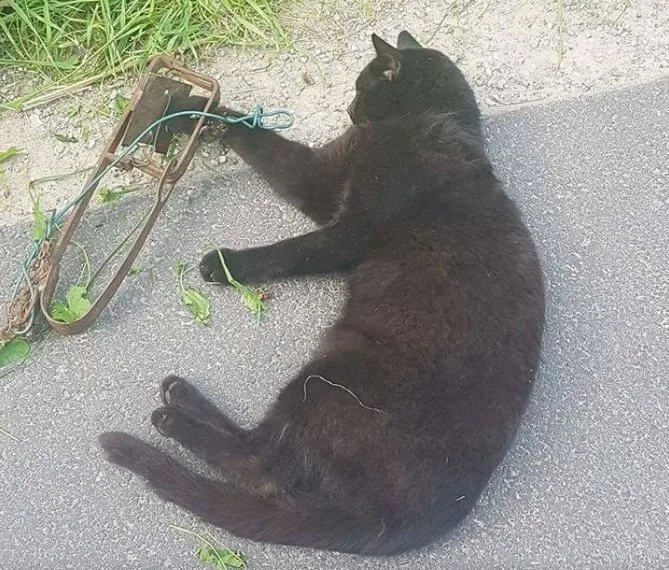 Kat bijna dood door vossenklem te Ninove
