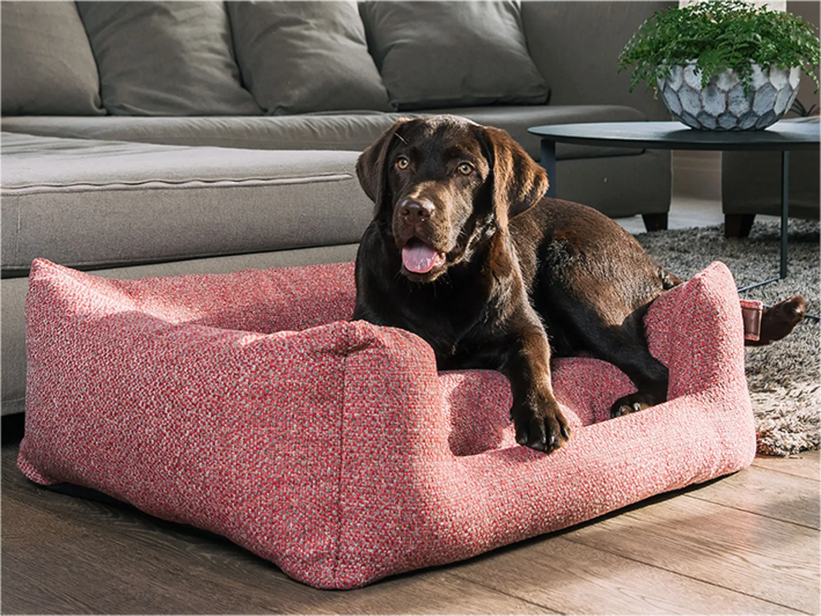 Waarom is het belangrijk dat honden in de winter niet op de koude vloer liggen?