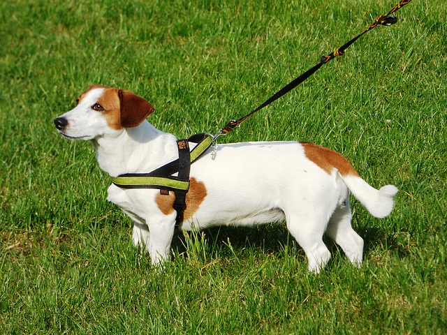 Stop proeven op honden en katten