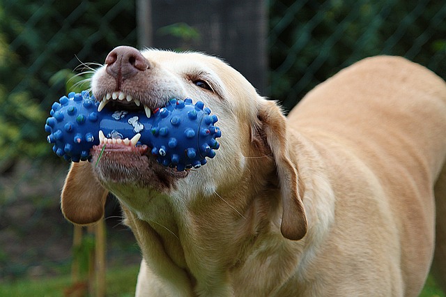 european dogshow 2016 26 27 28