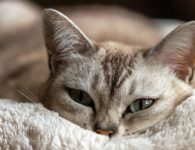 Dit jaar al meer dan 7.600 dieren geholpen via adopteereendier