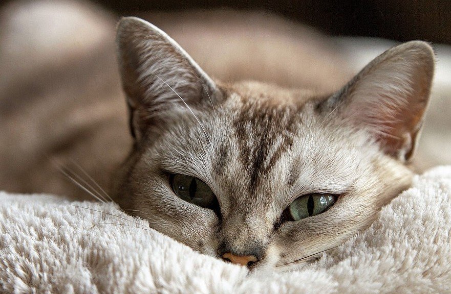 Brussels beleid inzake dierproeven - katten