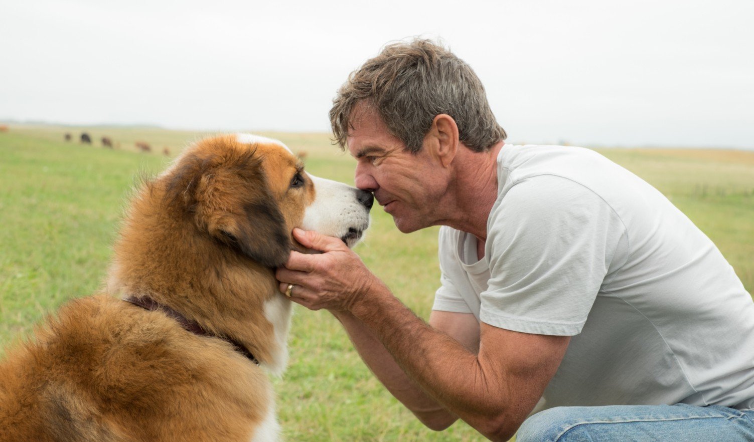 Filmtip - A Dogs Purpose - Beeld Entertainment One