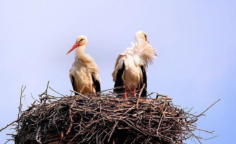 Ooievaarsjongen geboren in het nieuwe Zwin Natuur Park - ooievaarsjongen