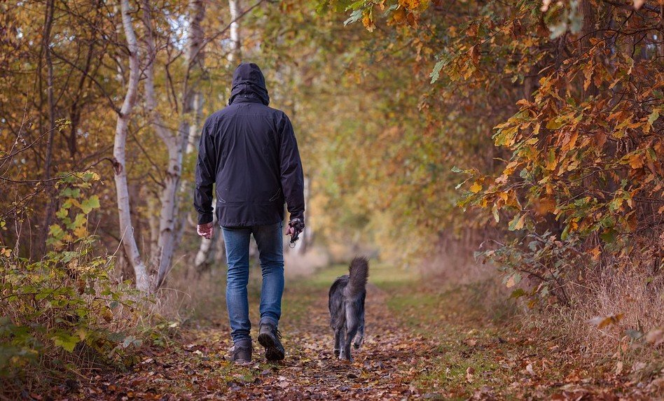 Verdacht overlijden van hond door vergiftiging in Aalst - hond in bos