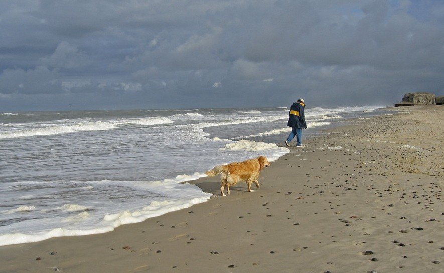 Strandopruimacties met de Federal Truck - hond op strand