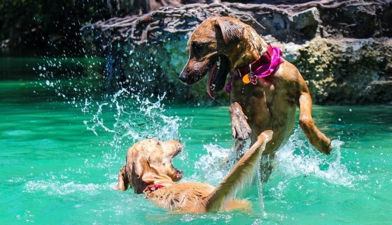 zwemmen en spelen met je hond
