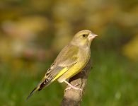 4 Europese Groenling (Chloris chloris)