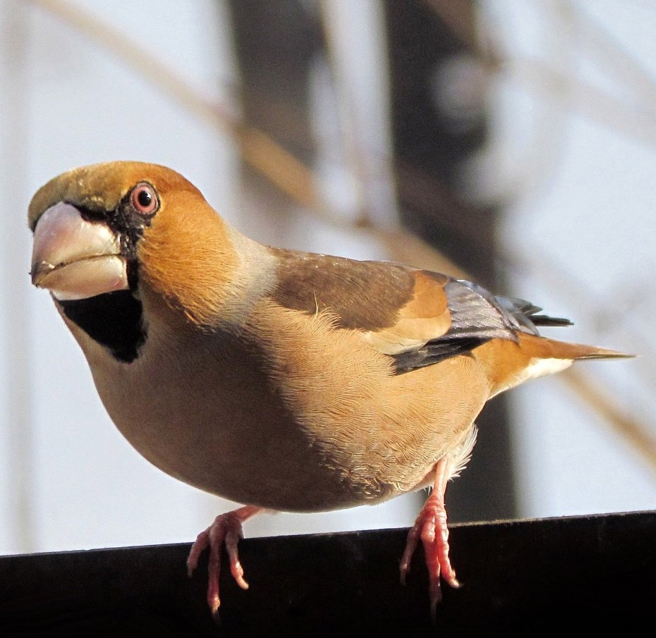 appelvink