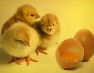 chicks-2965846_1920