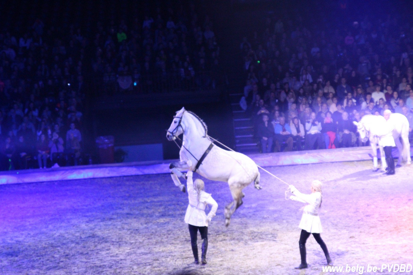 Cavalluna komt terug naar het Sportpaleis met ‘Legend of the Desert’ - IMG 4401