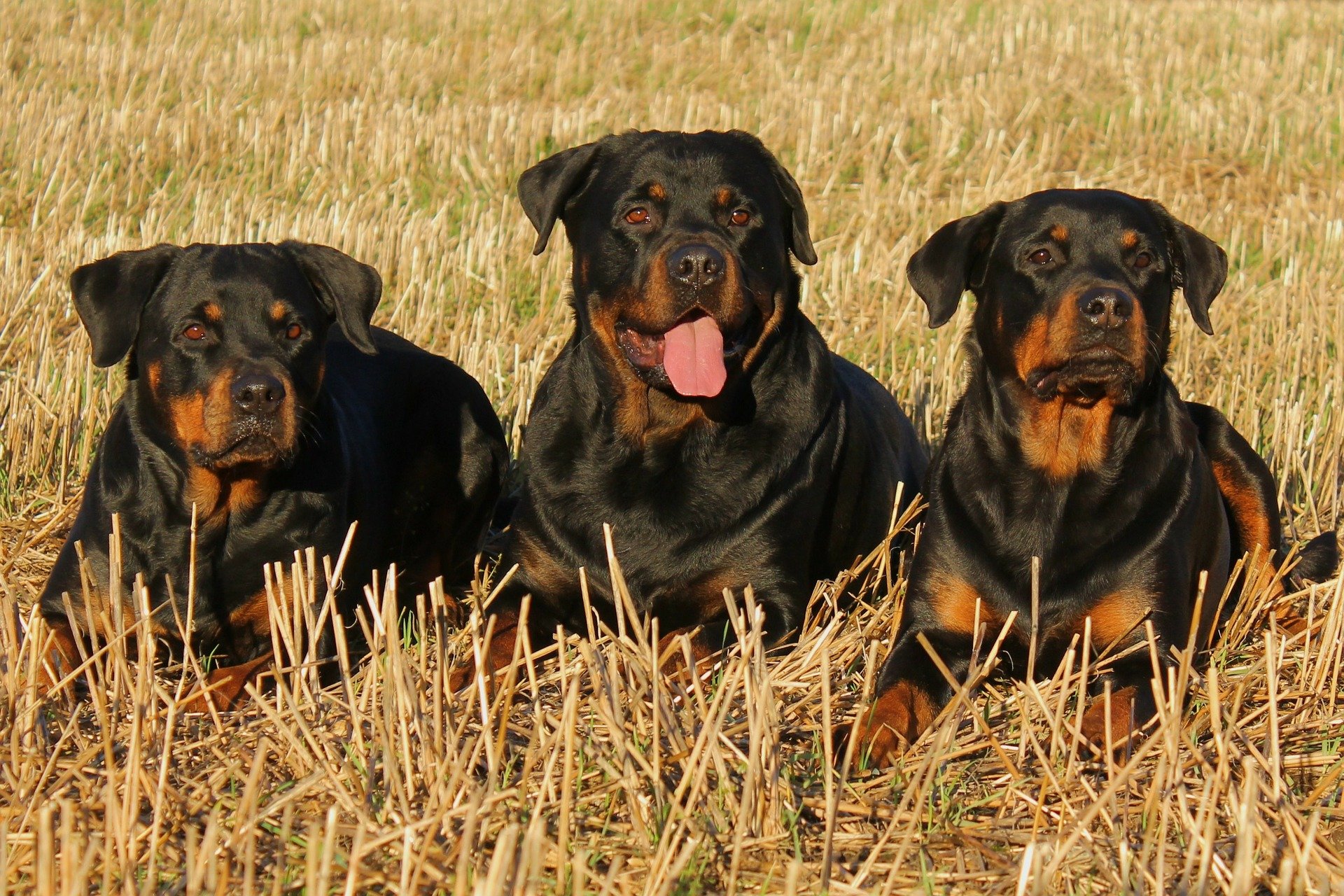 rottweiler gevaarlijke hondenrassen