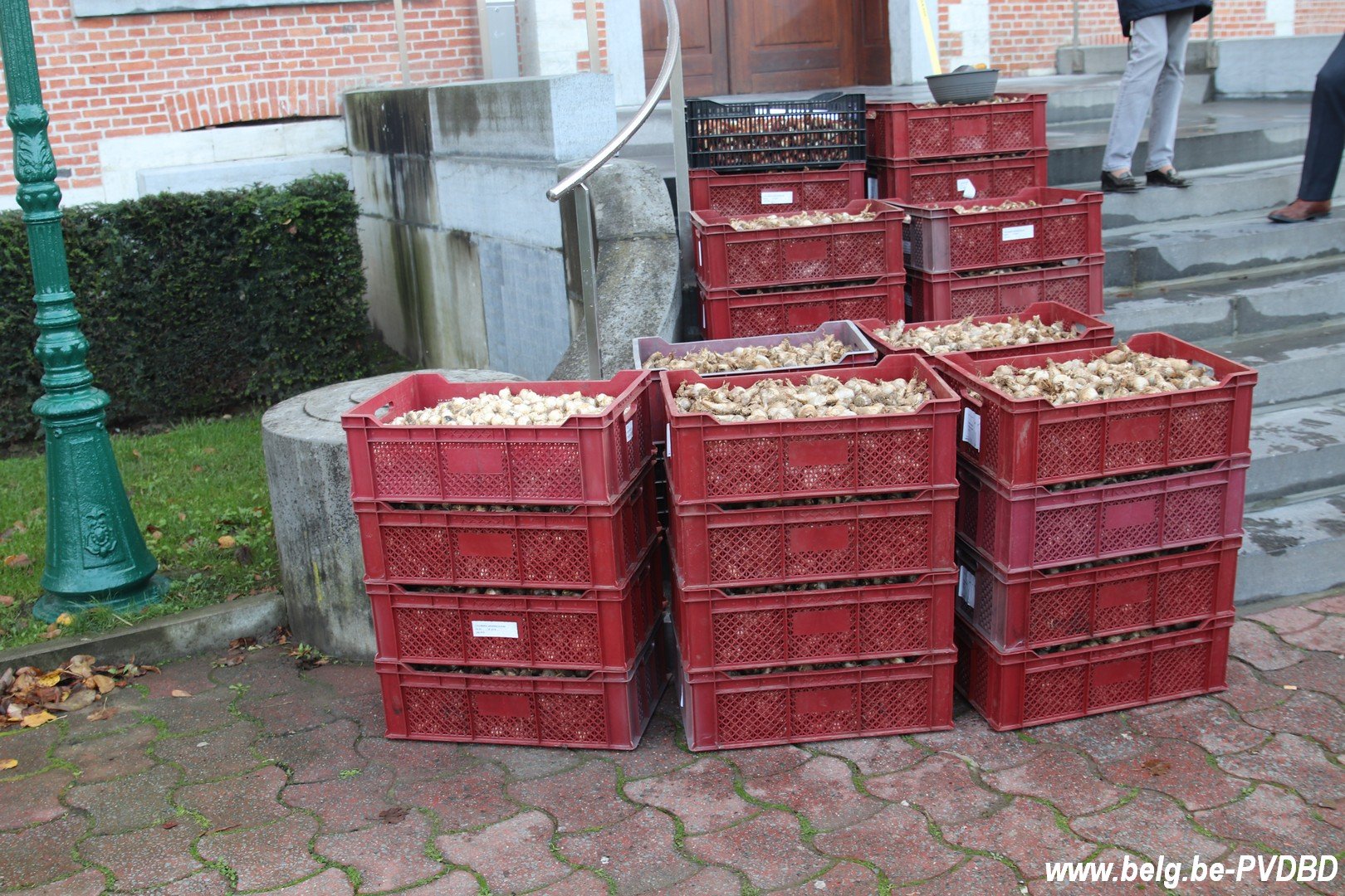 Dilbeek ontvangt 10.000 voorjaarsbollen van het kasteel van Groot-Bijgaarden - IMG 3646