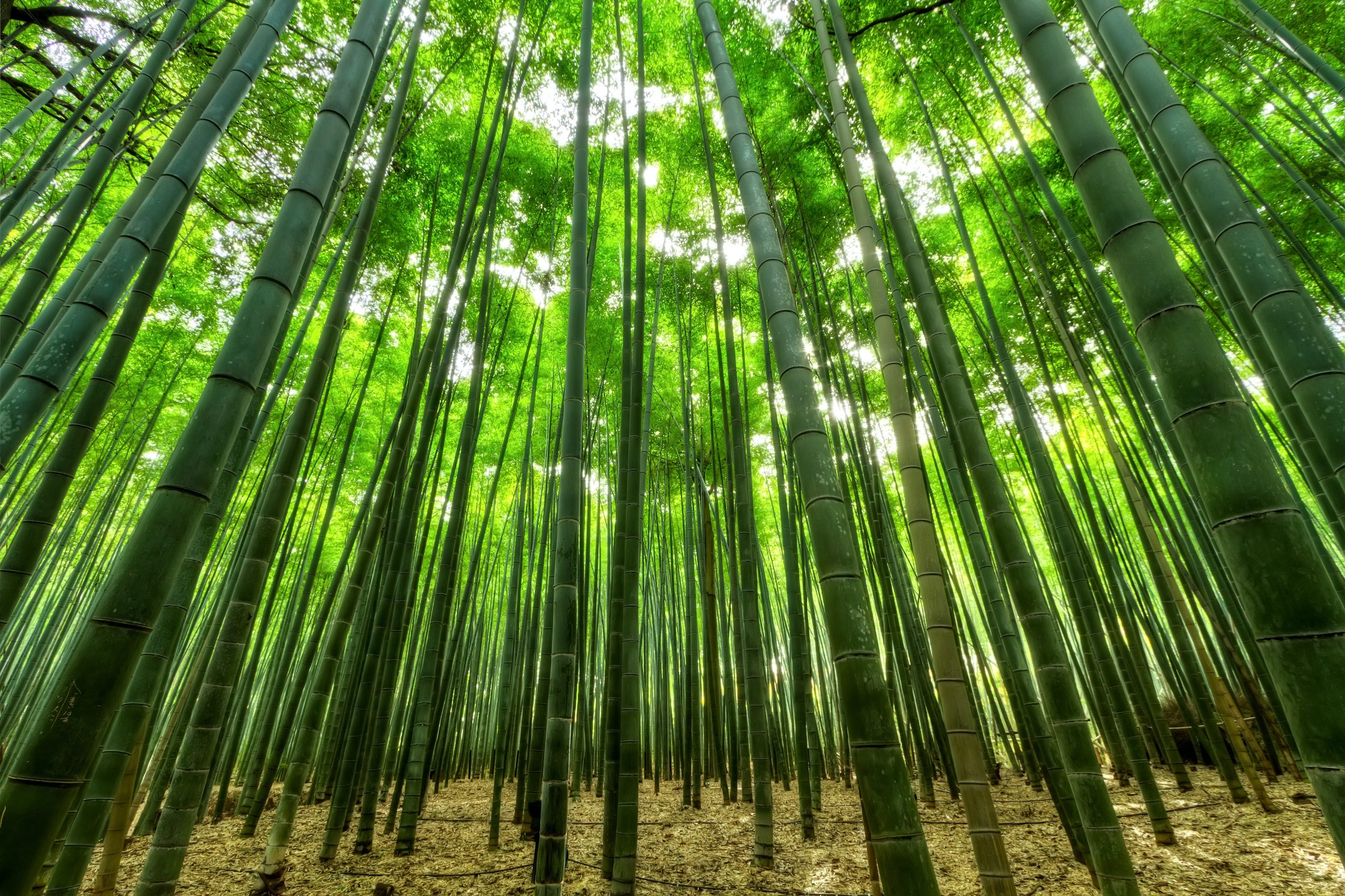 bamboe-economie