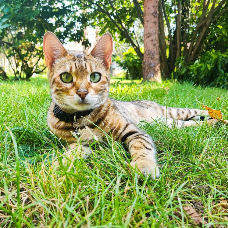 3000 euro voor vinder van vermiste kat in Gent