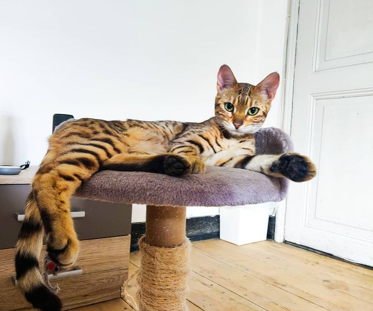 3000 euro voor vinder van vermiste kat in Gent