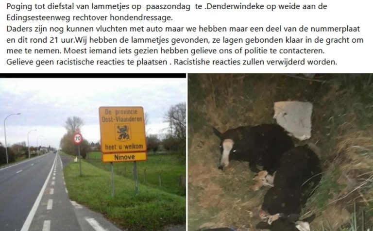 Dieven proberen lammetjes te stelen in Ninove