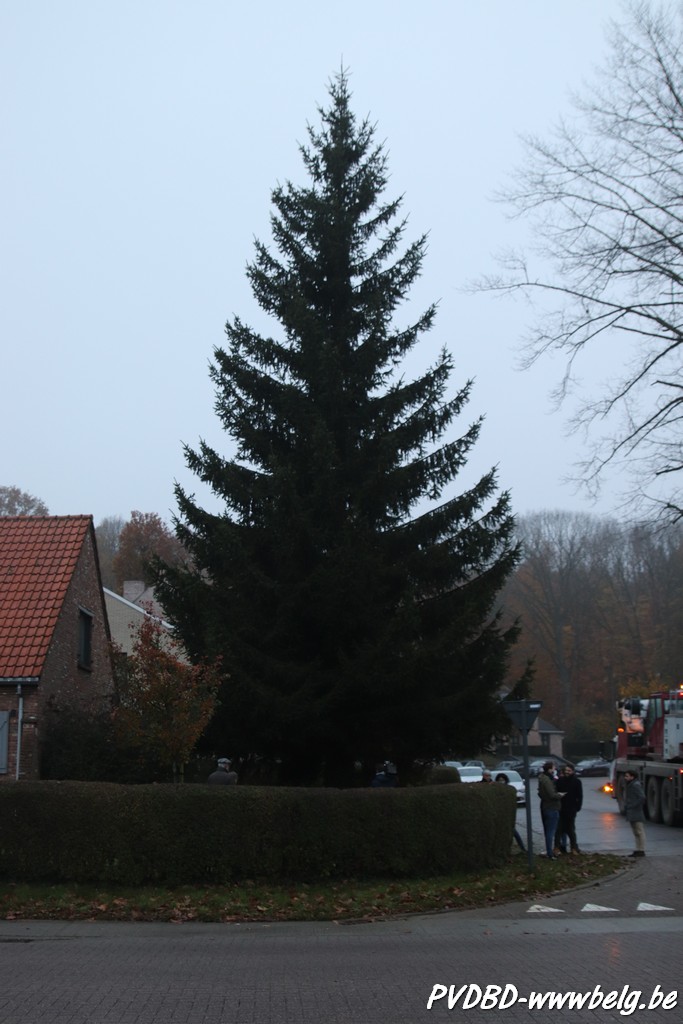 Kerstboom Dilbeek