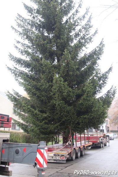 Kerstboom Dilbeek