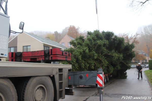 Kerstboom Dilbeek