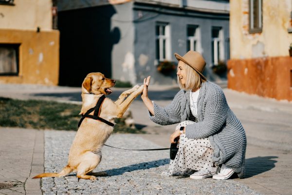 Op vakantie zonder hond - hoe vind je een geschikte hondenoppas