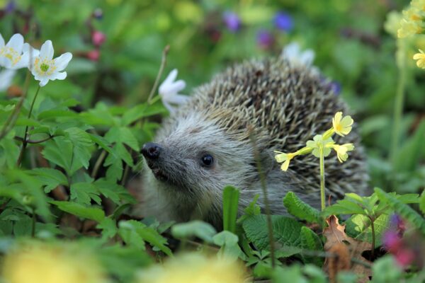 Een gezellige tuin voor mens en huisdier