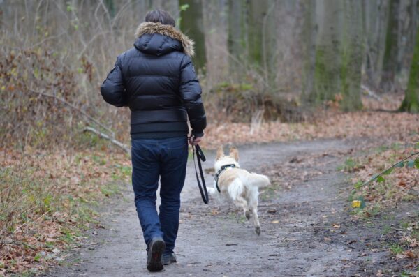 4 goede redenen om je hond een hondenjas aan te trekken