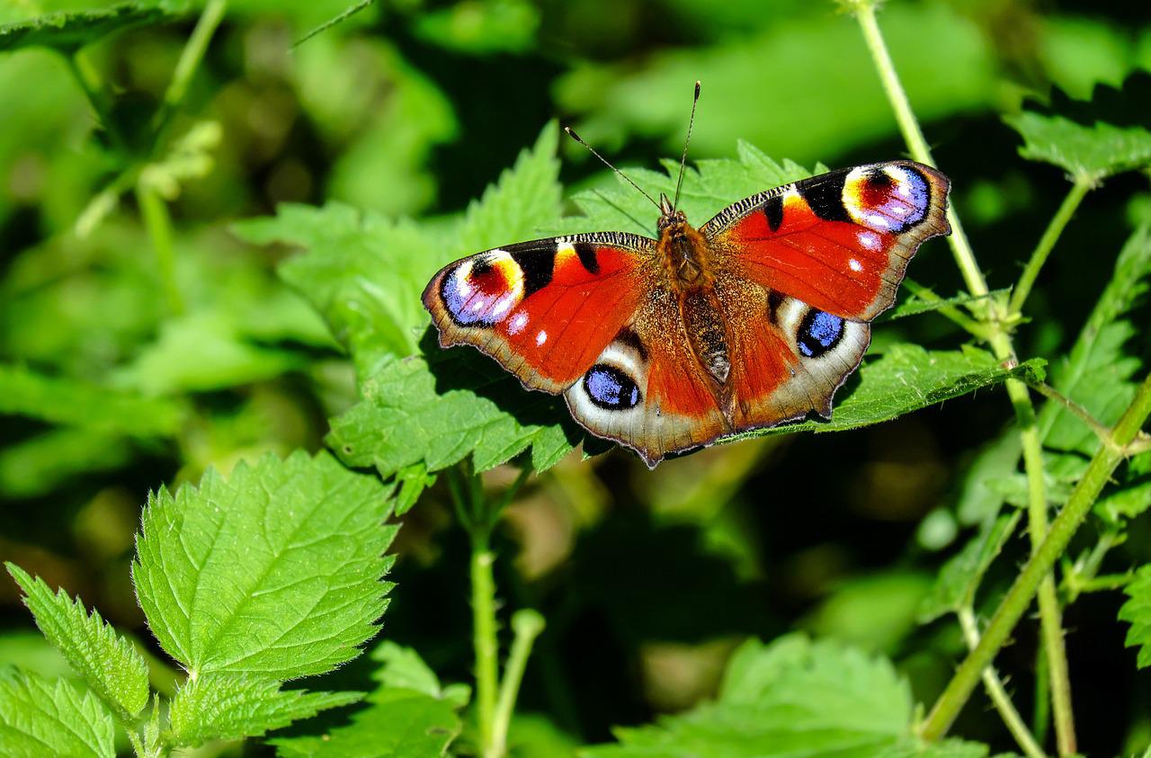 De weg naar een eigen klimaattuin