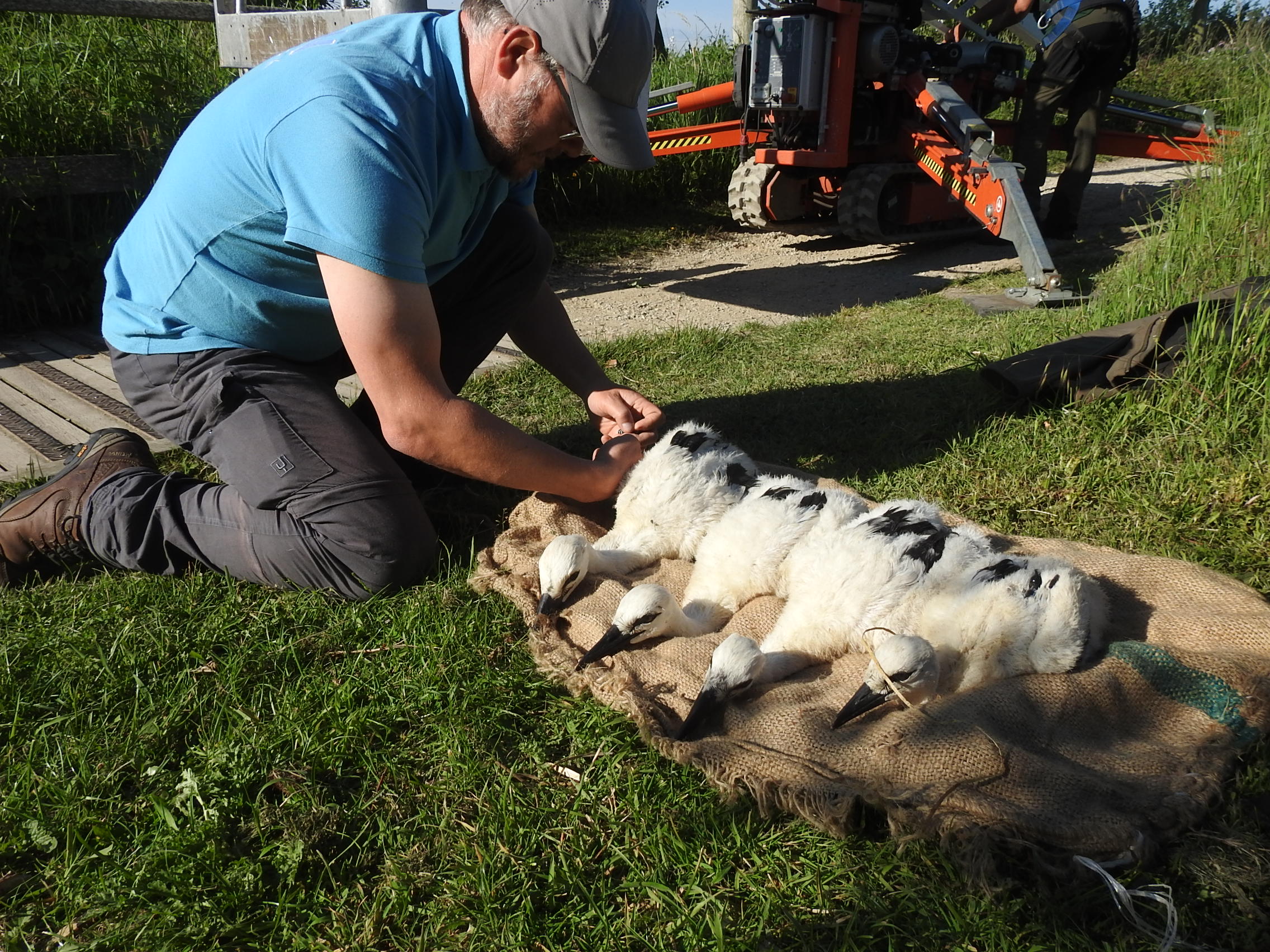 16 Ooievaarsjongen geringd in Zwin Natuur Park 