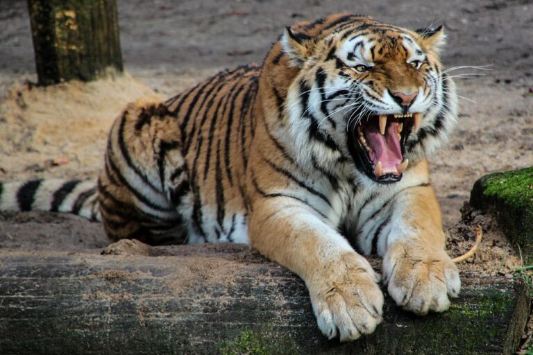 Zoogdieren krijgen betere en grotere verblijven in de dierentuin