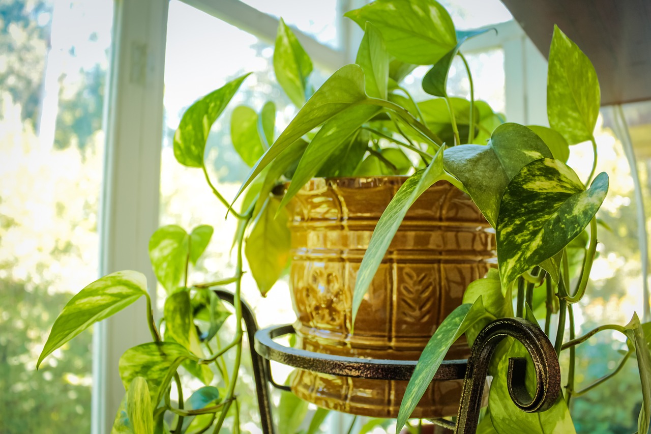 Laat de natuur vrij in je interieur