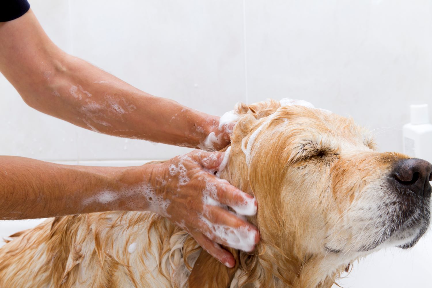 Vochtig Weer en Stinkende Honden na het wandelen