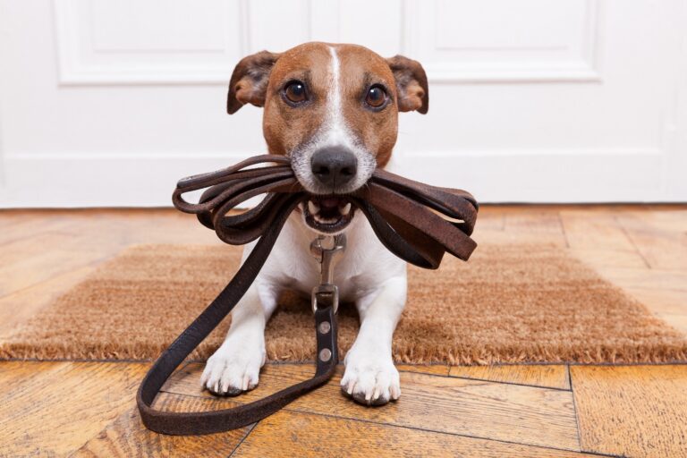 Vochtig Weer en Stinkende Honden, wat doe je eraan ?