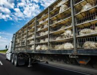 Verbod op verre dierentransporten tijdens hete zomermaanden