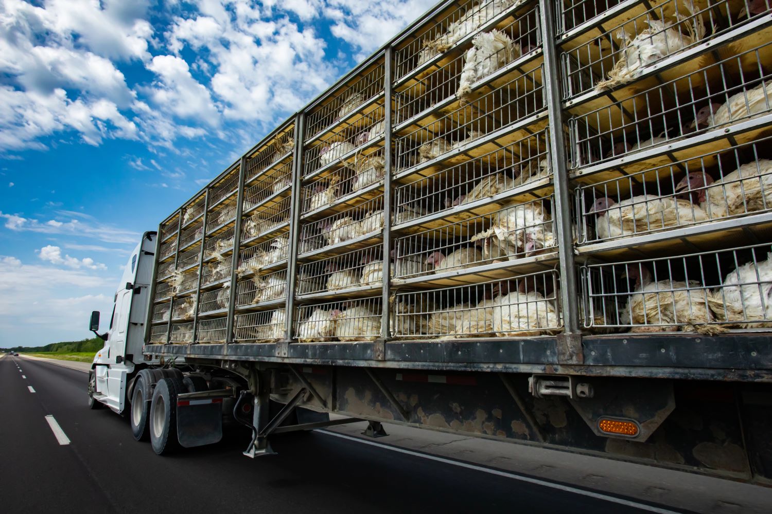 Verbod op verre dierentransporten tijdens hete zomermaanden