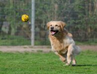 Vlaanderen verhoogt steun voor dierenasielen