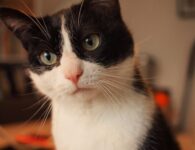 Alles wat je moet weten over het verzekeren van je huisdier - kat 2557290 1280