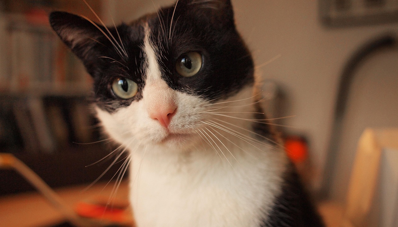 Alles wat je moet weten over het verzekeren van je huisdier kat-2557290_1280